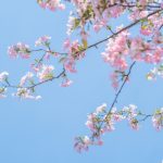 探索金沙国际厅的奢华与魅力之旅